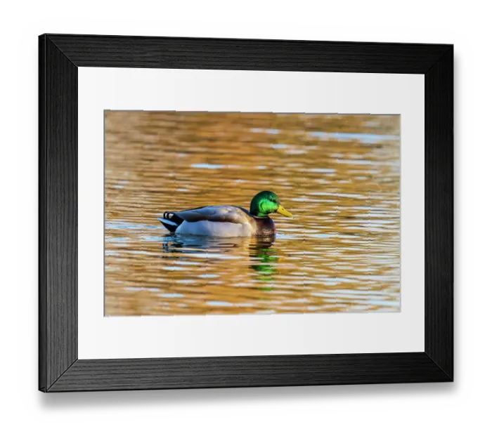 Framed Print : Mallard male in wetland, Clinton County, Illinois Framed Print : Mallard male in wetland, Clinton County, Illinois