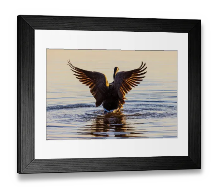 Framed Print : Canada Goose flapping wings in wetland at sunrise, Marion County, Illinois Framed Print : Canada Goose flapping wings in wetland at sunrise, Marion County, Illinois