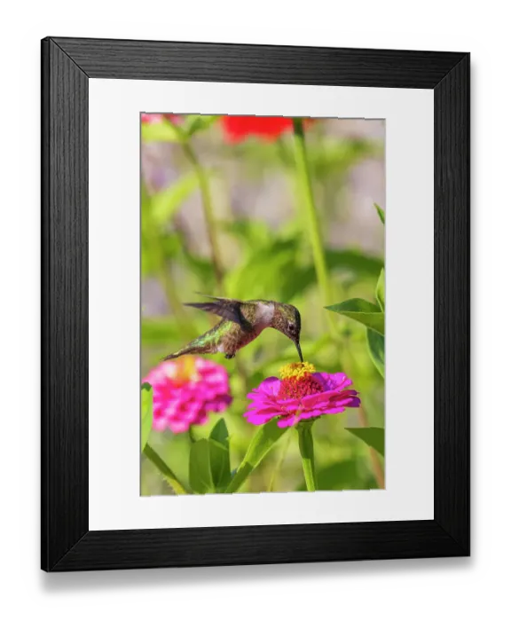 Framed Print : Ruby-throated Hummingbird immature feeding on zinnia. Marion County, Illinois Framed Print : Ruby-throated Hummingbird immature feeding on zinnia. Marion County, Illinois