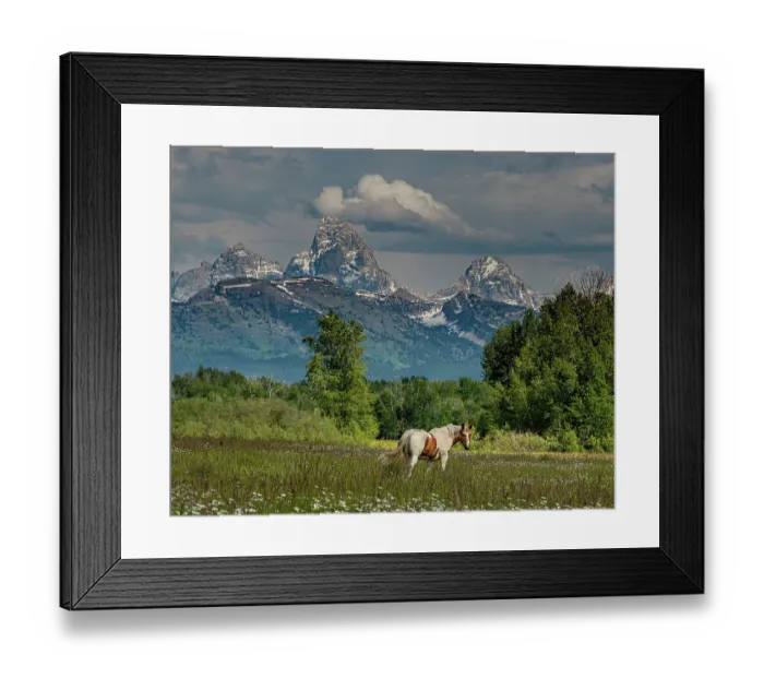 Framed Print : USA, Idaho. Horse grazing in meadow, view of Grand Teton and Teton Mountains from the West near Jackson Hole and Tetonia Framed Print : USA, Idaho. Horse grazing in meadow, view of Grand Teton and Teton Mountains from the West near Jackson Hole and Tetonia