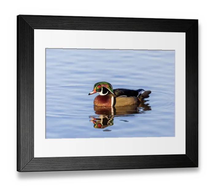 Framed Print : Wood Duck male in wetland, Marion County, Illinois