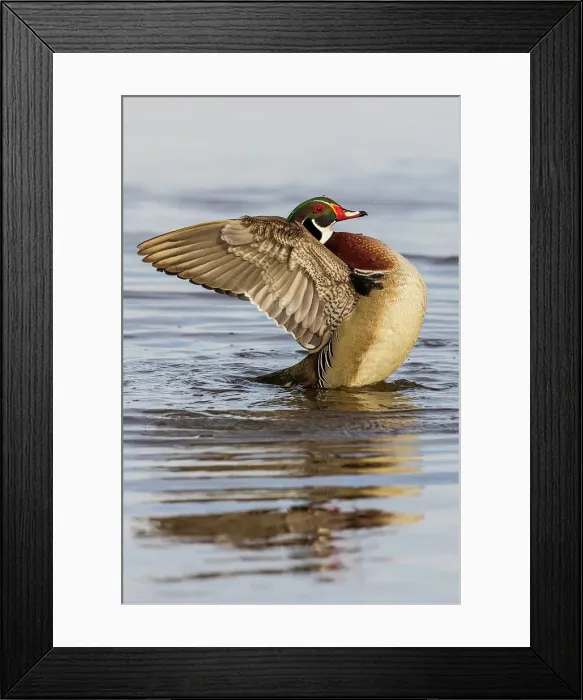 Framed Print : Wood Duck male in wetland flapping wings, Marion County, Illinois Framed Print : Wood Duck male in wetland flapping wings, Marion County, Illinois