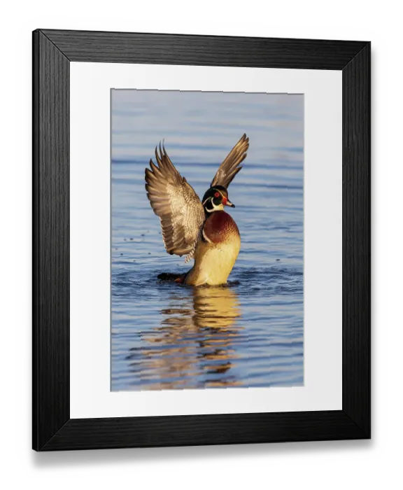 Framed Print : Wood Duck male in wetland flapping wings, Marion County, Illinois