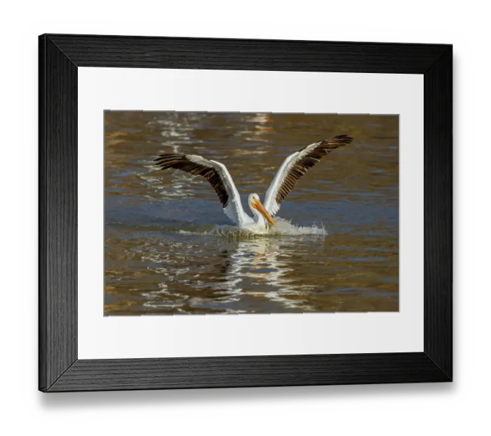 Framed Print : American White Pelican coming in for a landing, Clinton County, Illinois Framed Print : American White Pelican coming in for a landing, Clinton County, Illinois
