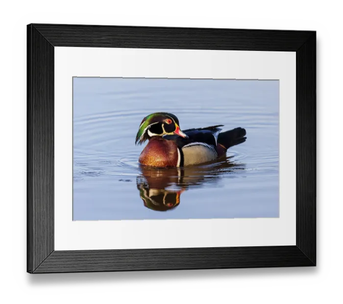Framed Print : Wood Duck male in wetland, Marion County, Illinois Framed Print : Wood Duck male in wetland, Marion County, Illinois