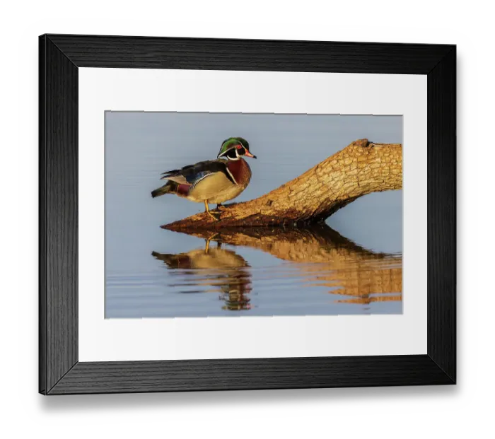 Framed Print : Wood Duck male on log in wetland, Marion County, Illinois Framed Print : Wood Duck male on log in wetland, Marion County, Illinois