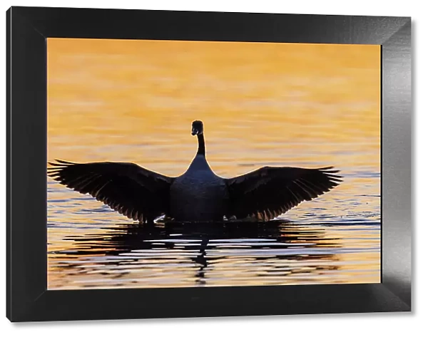 Canada Goose flapping wings in wetland at sunrise, Marion County, Illinois