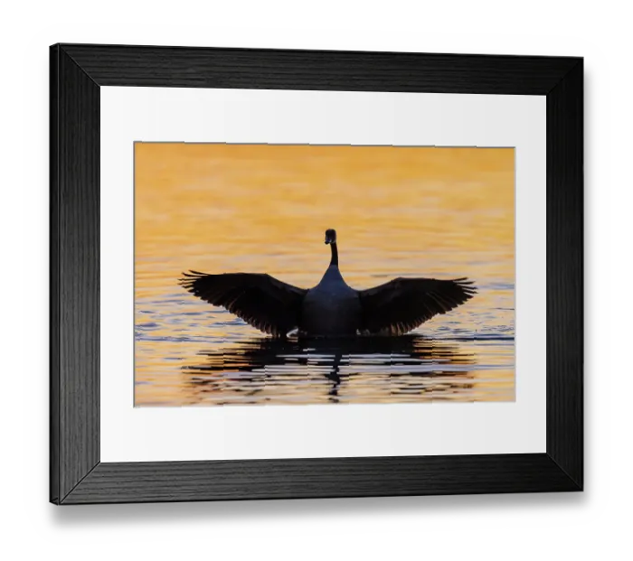 Framed Print : Canada Goose flapping wings in wetland at sunrise, Marion County, Illinois