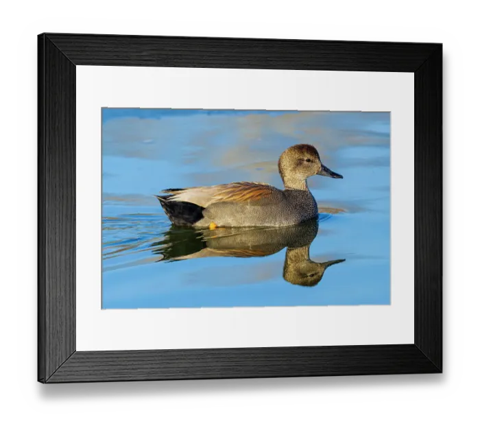 Framed Print : Gadwall male in wetland, Clinton County, Illinois Framed Print : Gadwall male in wetland, Clinton County, Illinois