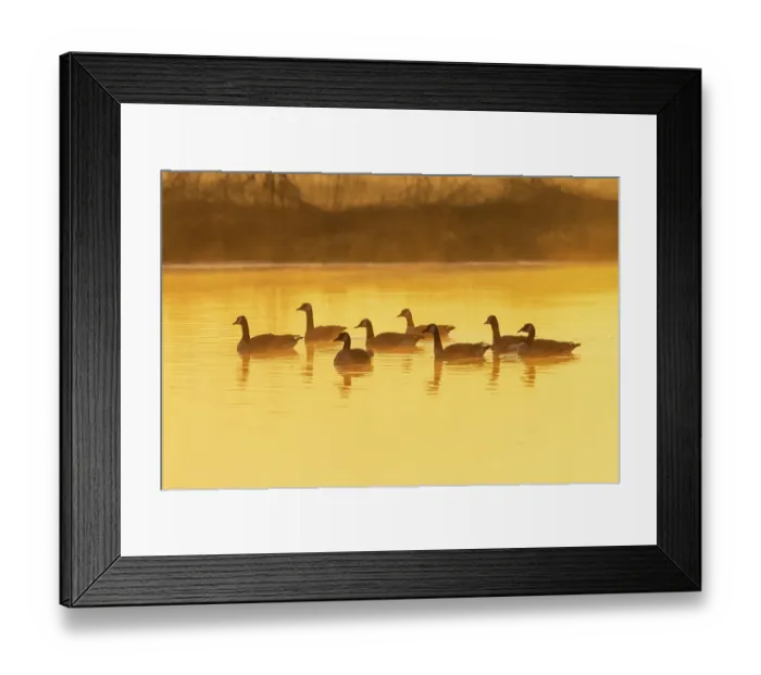 Framed Print : Canada Geese in wetland at sunrise in fog, Marion County, Illinois