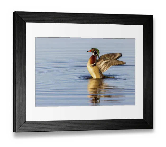 Framed Print : Wood Duck male in wetland flapping wings, Marion County, Illinois Framed Print : Wood Duck male in wetland flapping wings, Marion County, Illinois
