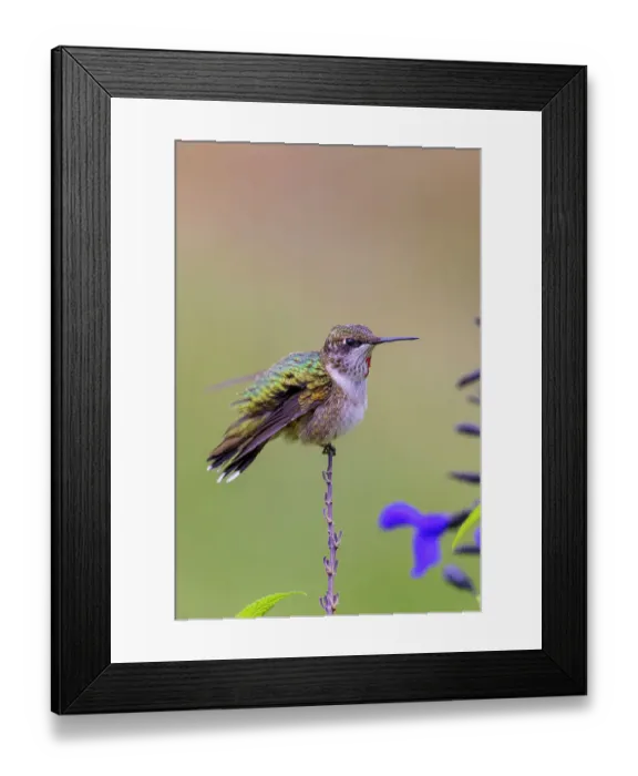 Framed Print : Ruby-throated Hummingbird immature male bathing in garden during a rain shower, Marion County, Illinois Framed Print : Ruby-throated Hummingbird immature male bathing in garden during a rain shower, Marion County, Illinois