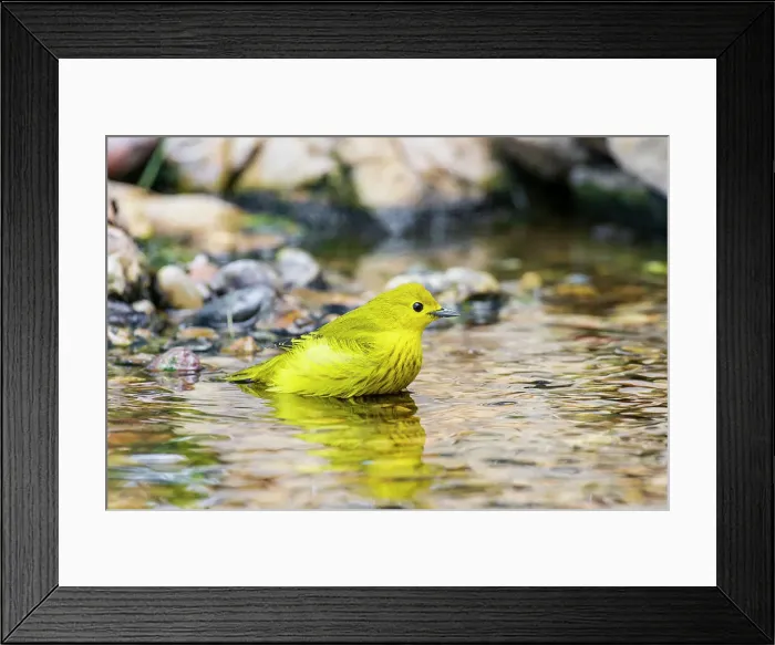Framed Print : Yellow Warbler bathing, Marion County, Illinois
