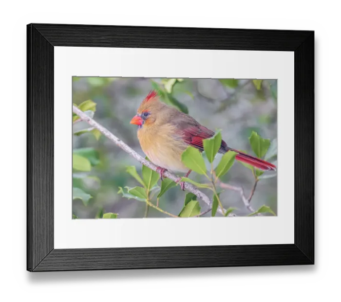 Framed Print : Northern Cardinal female in American Holly tree, Marion County, Illinois