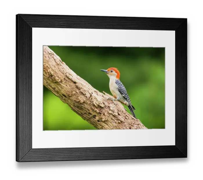 Framed Print : Red-bellied Woodpecker male on dead tree, Marion County, Illinois Framed Print : Red-bellied Woodpecker male on dead tree, Marion County, Illinois