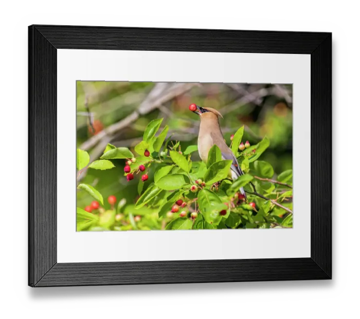 Framed Print : Cedar Waxwing eating Serviceberries, Marion County, Illinois Framed Print : Cedar Waxwing eating Serviceberries, Marion County, Illinois