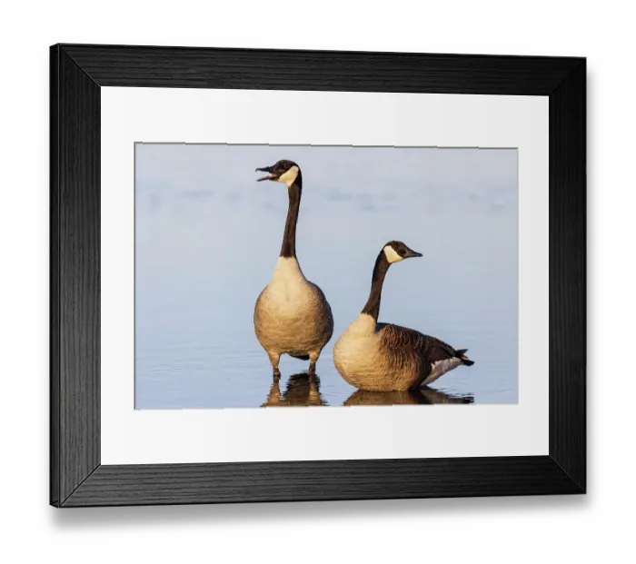 Framed Print : Canada Geese in wetland, Marion County, Illinois Framed Print : Canada Geese in wetland, Marion County, Illinois