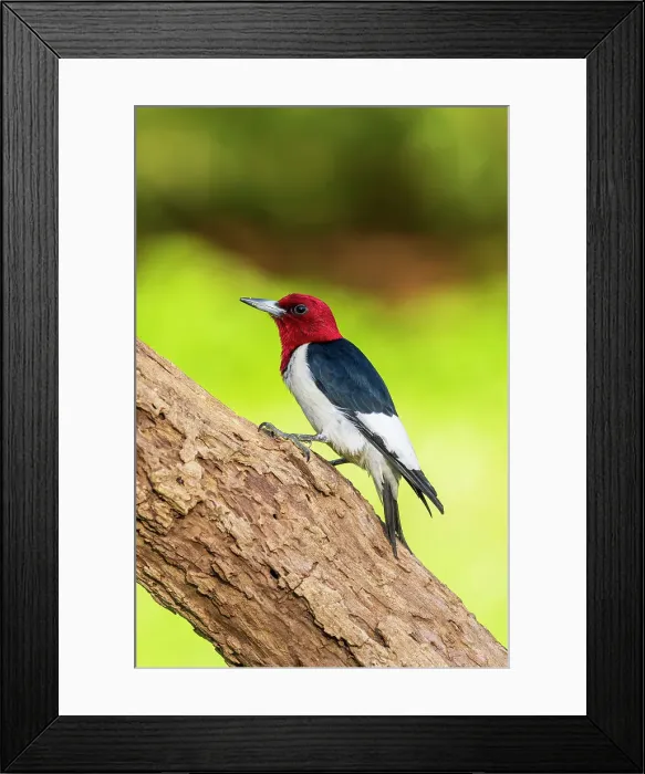 Framed Print : Red-headed Woodpecker on dead tree, Marion County, Illinois Framed Print : Red-headed Woodpecker on dead tree, Marion County, Illinois