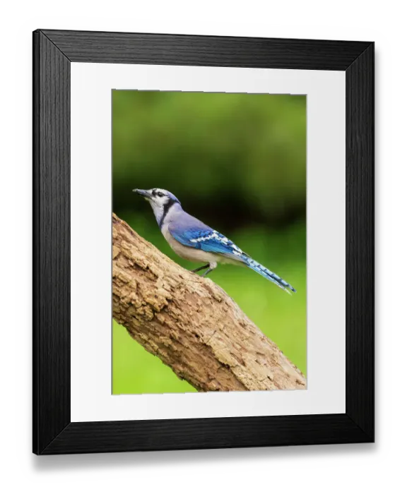 Framed Print : Blue Jay, Marion County, Illinois Framed Print : Blue Jay, Marion County, Illinois