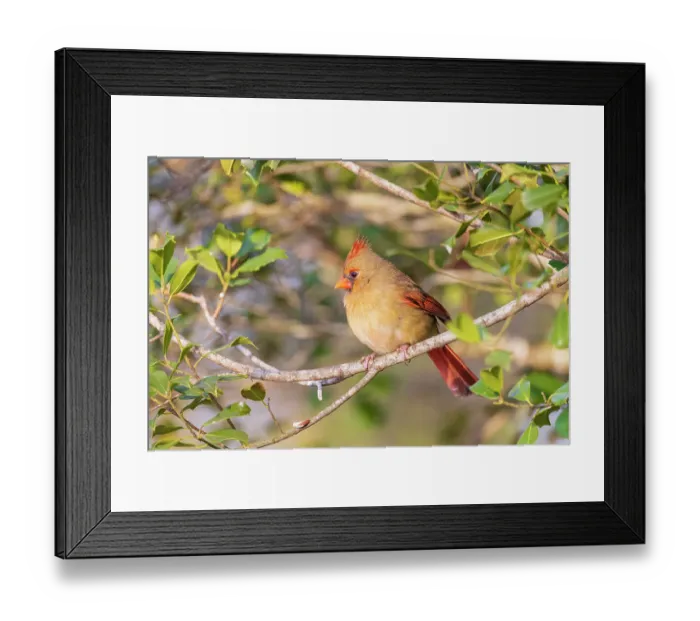 Framed Print : Northern Cardinal female in American Holly tree, Marion County, Illinois Framed Print : Northern Cardinal female in American Holly tree, Marion County, Illinois
