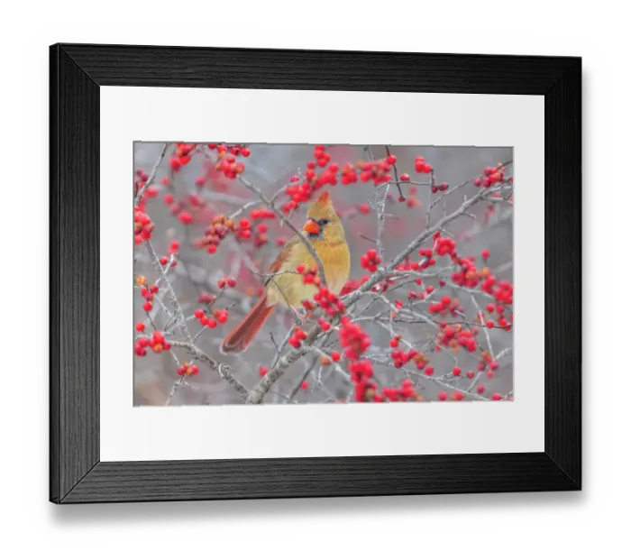Framed Print : Northern Cardinal female in Winterberry bush, Marion County, Illinois