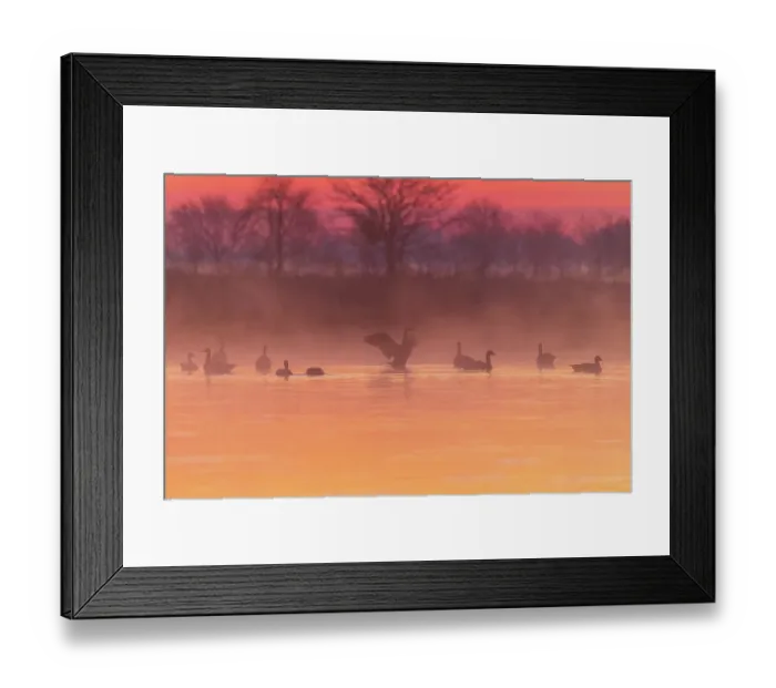 Framed Print : Canada Geese in wetland at sunrise in fog, Marion County, Illinois Framed Print : Canada Geese in wetland at sunrise in fog, Marion County, Illinois