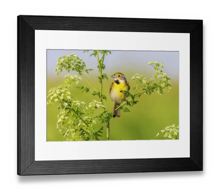 Framed Print : Dickcissel male on Poison Hemlock, Marion County, Illinois Framed Print : Dickcissel male on Poison Hemlock, Marion County, Illinois