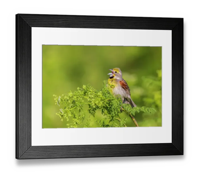 Framed Print : Dickcissel male singing perched on Poison Hemlock, Marion County, Illinois Framed Print : Dickcissel male singing perched on Poison Hemlock, Marion County, Illinois