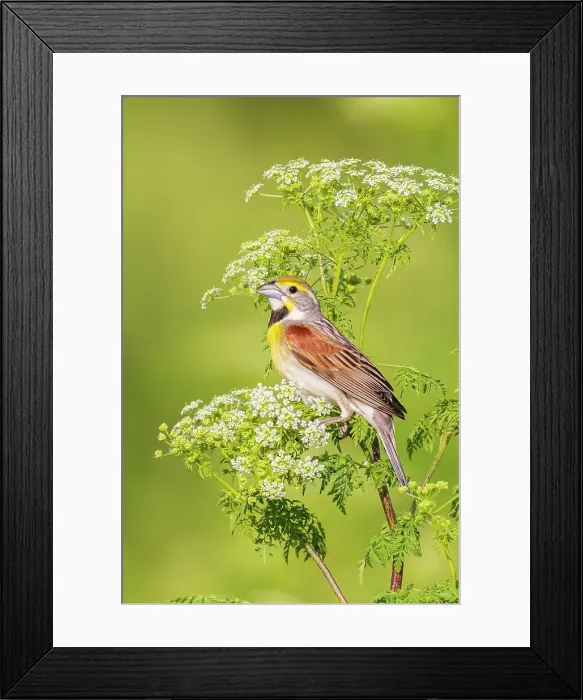 Framed Print : Dickcissel male on Poison Hemlock, Marion County, Illinois