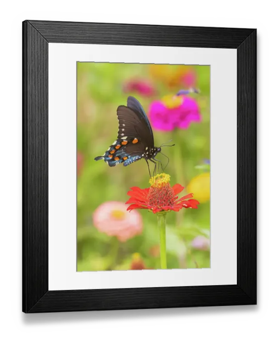 Framed Print : Pipevine Swallowtail male on zinnia in flower garden, Marion County, Illinois. (Editorial Use Only) Framed Print : Pipevine Swallowtail male on zinnia in flower garden, Marion County, Illinois. (Editorial Use Only)