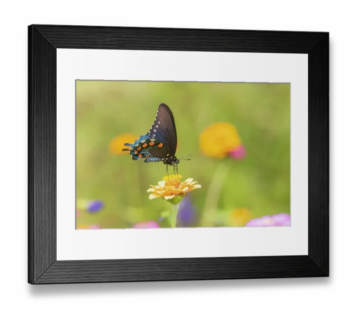 Framed Print : Pipevine Swallowtail male on zinnia in flower garden, Marion County, Illinois. (Editorial Use Only) Framed Print : Pipevine Swallowtail male on zinnia in flower garden, Marion County, Illinois. (Editorial Use Only)