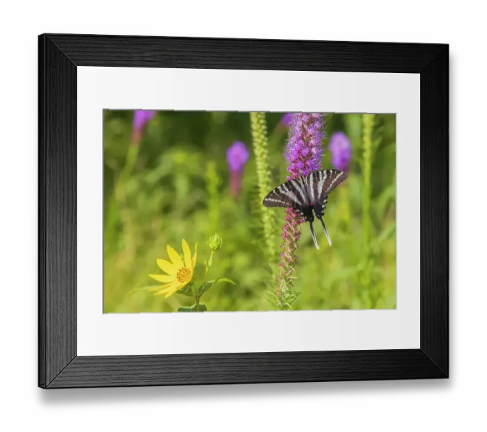 Framed Print : Zebra Swallowtail on Prairie blazing star, Rock Cave Nature Preserve, Effingham County, Illinois