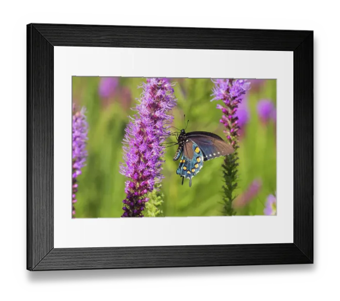 Framed Print : Pipevine Swallowtail on Prairie Blazing Star, Rock Cave National Park, Effingham County, Illinois. (Editorial Use Only) Framed Print : Pipevine Swallowtail on Prairie Blazing Star, Rock Cave National Park, Effingham County, Illinois. (Editorial Use Only)