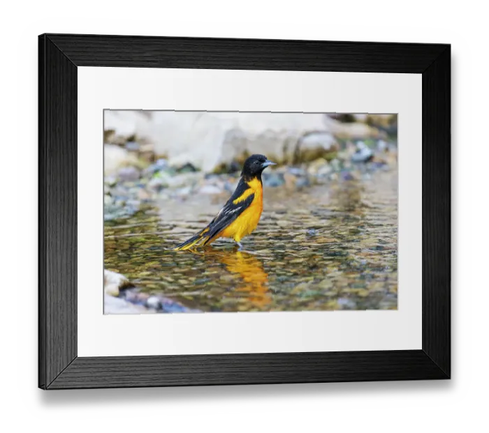 Framed Print : Baltimore Oriole male bathing, Marion County, Illinois Framed Print : Baltimore Oriole male bathing, Marion County, Illinois