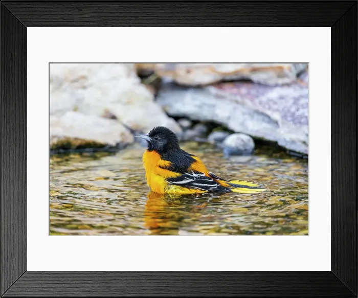 Framed Print : Baltimore Oriole male bathing, Marion County, Illinois