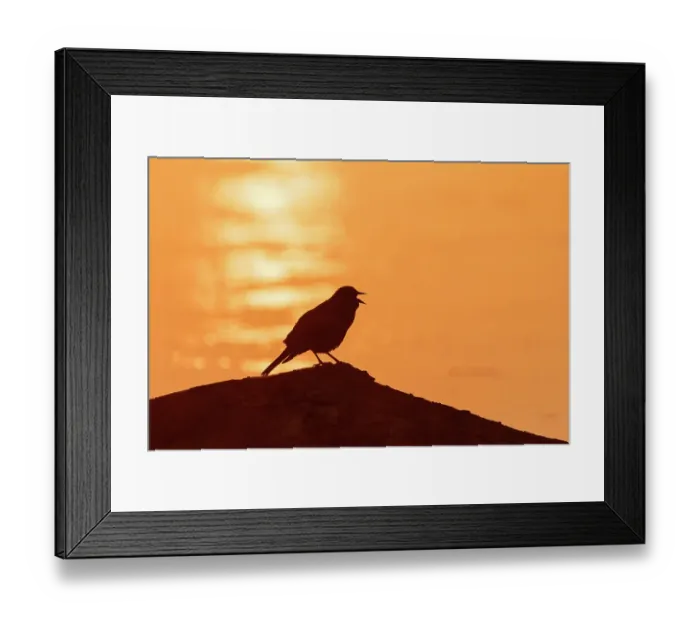 Framed Print : Red-winged Blackbird male singing on log at sunrise in wetland, Marion County, Illinois Framed Print : Red-winged Blackbird male singing on log at sunrise in wetland, Marion County, Illinois