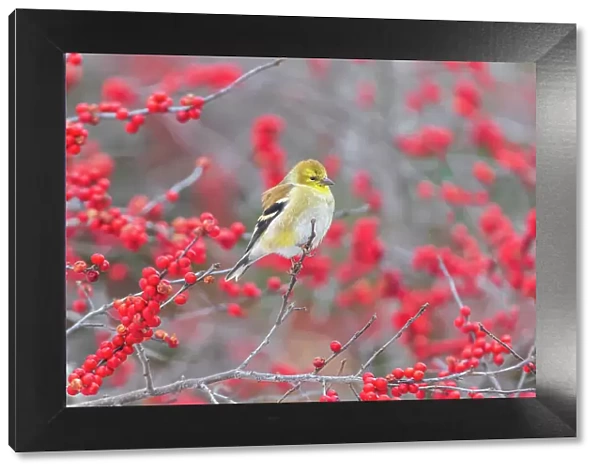 American Goldfinch in winter plumage in Winterberry bush, Marion County, Illinois