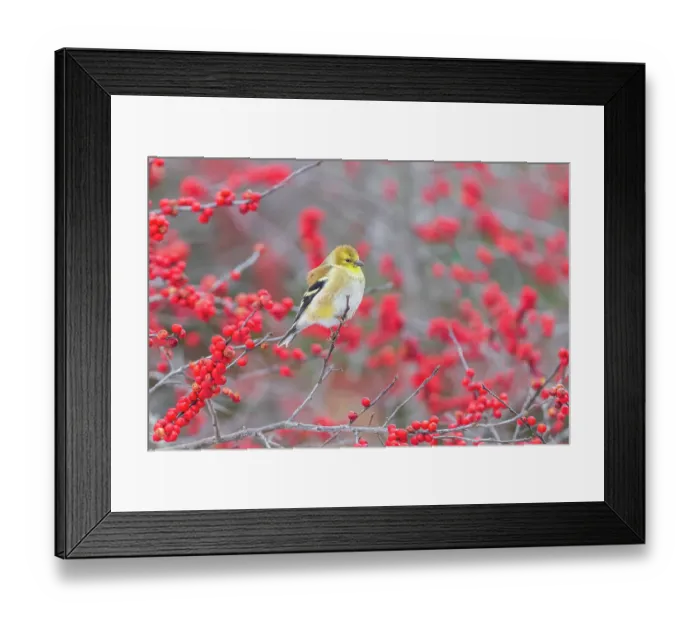 Framed Print : American Goldfinch in winter plumage in Winterberry bush, Marion County, Illinois Framed Print : American Goldfinch in winter plumage in Winterberry bush, Marion County, Illinois