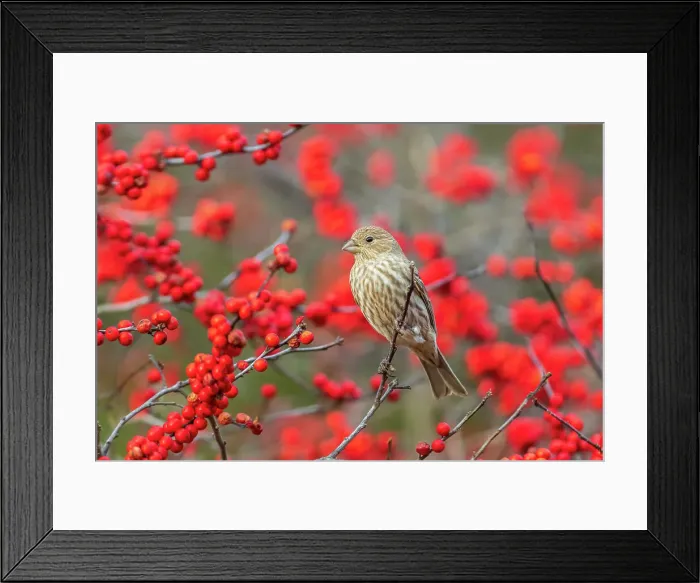 Framed Print : House Finch female in Winterberry bush, Marion County, Illinois Framed Print : House Finch female in Winterberry bush, Marion County, Illinois