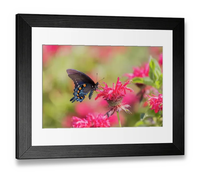 Framed Print : Pipevine Swallowtail on Scarlet Bee Balm, Marion County, Illinois Framed Print : Pipevine Swallowtail on Scarlet Bee Balm, Marion County, Illinois