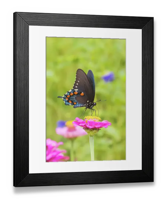 Framed Print : Pipevine Swallowtail male on zinnia in flower garden, Marion County, Illinois. (Editorial Use Only) Framed Print : Pipevine Swallowtail male on zinnia in flower garden, Marion County, Illinois. (Editorial Use Only)