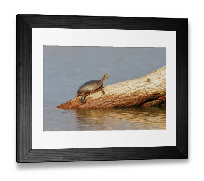 Framed Print : Painted Turtle on log in wetland, Marion County, Illinois Framed Print : Painted Turtle on log in wetland, Marion County, Illinois