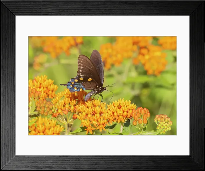 Framed Print : Pipevine Swallowtail on Butterfly Milkweed. Stephen A. Forbes State Park, Marion County, Illinois. (Editorial Use Only)