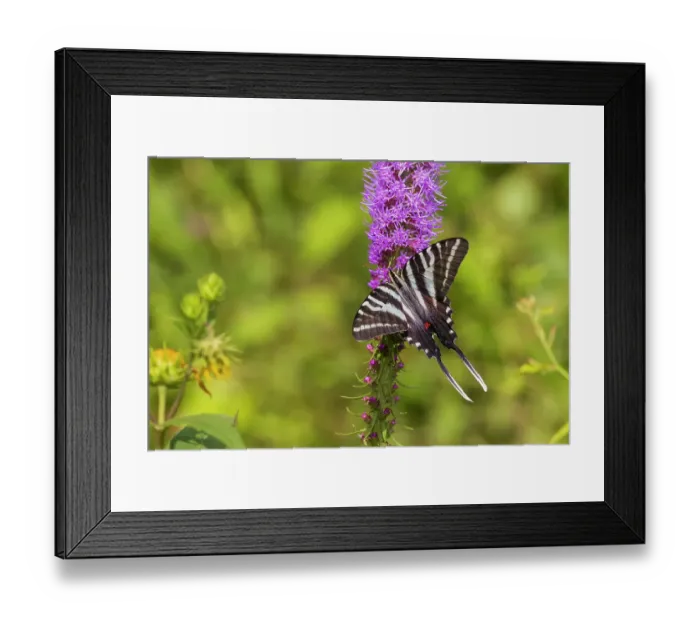 Framed Print : Zebra Swallowtail on Prairie blazing star, Rock Cave Nature Preserve, Effingham County, Illinois. (Editorial Use Only)