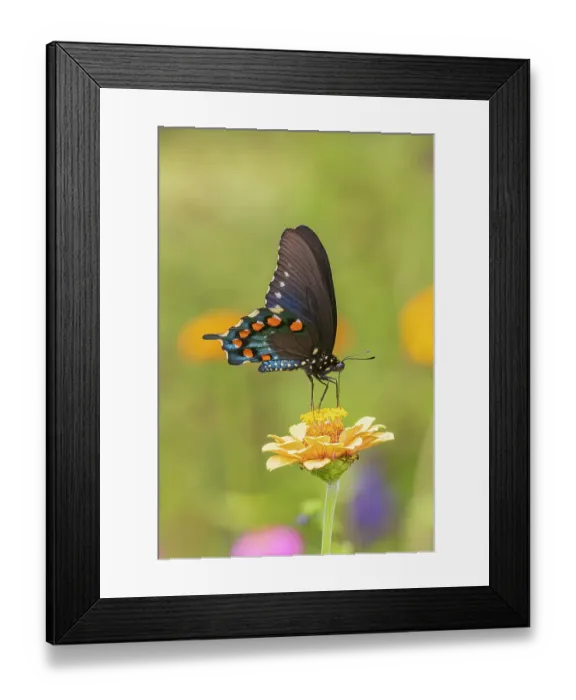 Framed Print : Pipevine Swallowtail male on zinnia in flower garden, Marion County, Illinois Framed Print : Pipevine Swallowtail male on zinnia in flower garden, Marion County, Illinois