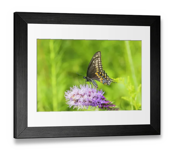 Framed Print : Black Swallowtail male on Prairie blazing star, Rock Cave Nature Preserve, Effingham County, Illinois Framed Print : Black Swallowtail male on Prairie blazing star, Rock Cave Nature Preserve, Effingham County, Illinois