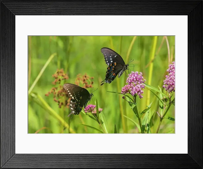 Framed Print : Spicebush Swallowtail male and female courtship on Swamp Milkweed, Marion County, Illinois. (Editorial Use Only)