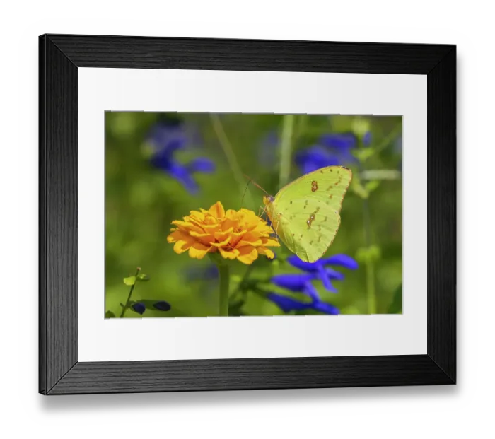 Framed Print : Cloudless Sulphur female on zinnia. Marion County, Illinois. (Editorial Use Only) Framed Print : Cloudless Sulphur female on zinnia. Marion County, Illinois. (Editorial Use Only)
