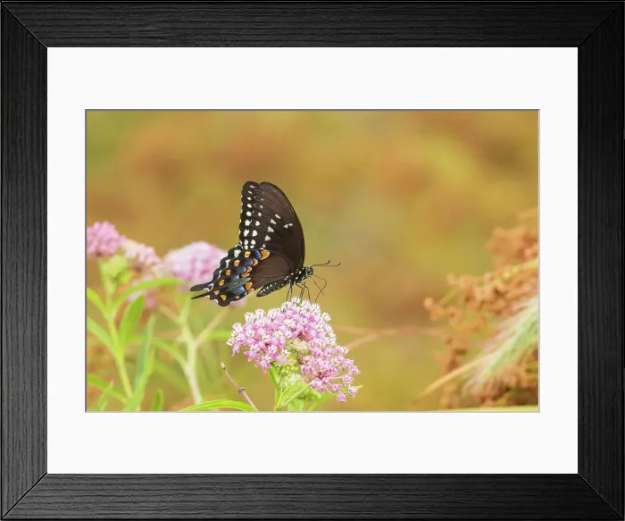 Framed Print : Spicebush Swallowtail on Swamp Milkweed, Marion County, Illinois. (Editorial Use Only) Framed Print : Spicebush Swallowtail on Swamp Milkweed, Marion County, Illinois. (Editorial Use Only)