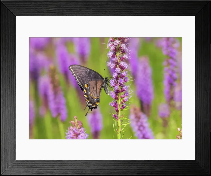 Framed Print : Eastern Tiger Swallowtail female black form on Prairie blazing star, Rock Cave Nature Preserve, Effingham County, Illinois